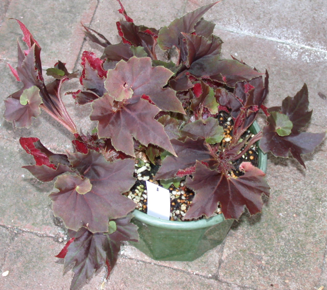 B. ‘Jean Whitten’